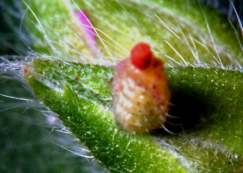 Ancora Cacyreus marshalli